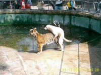 Perro Cántabro.jpg